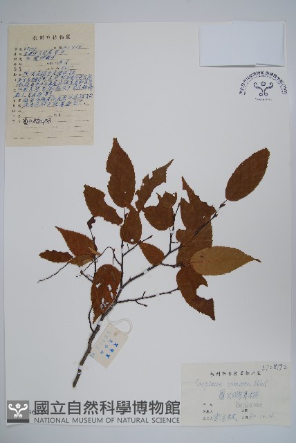 雷公鵝耳櫪藏品圖，第1張