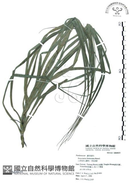 山露兜、山林投、林投舅藏品圖，第1張