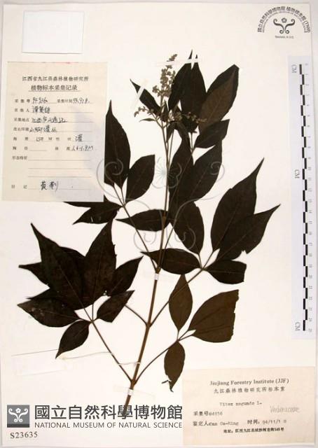 黃荊藏品圖，第1張