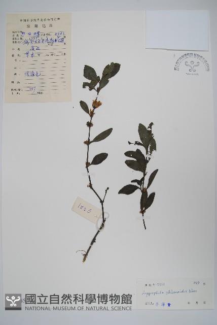 水蓑衣藏品圖，第1張