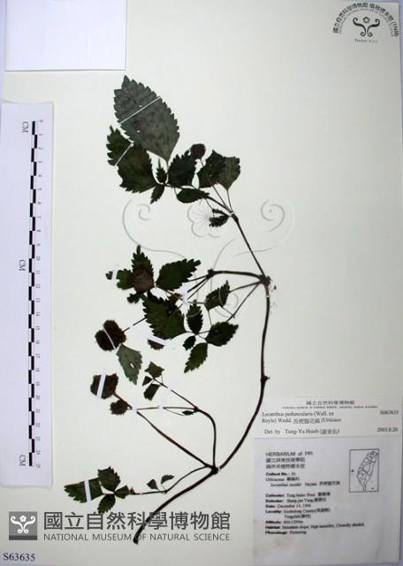 長梗盤花麻藏品圖，第1張