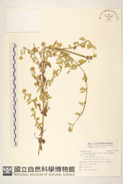 天蓬草舅藏品圖，第1張