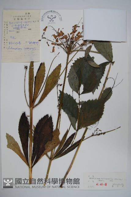 輪葉沙參藏品圖，第1張