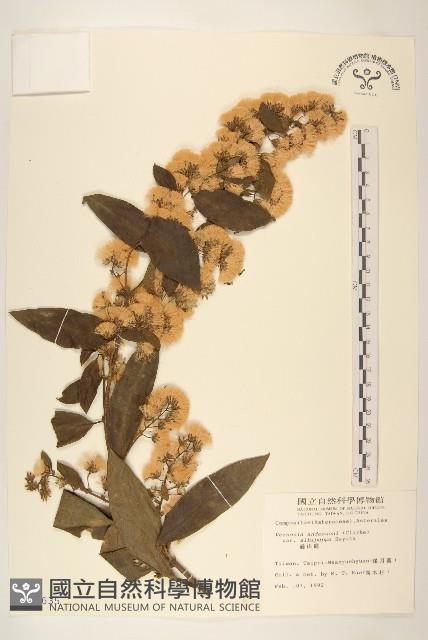 過山龍藏品圖，第1張