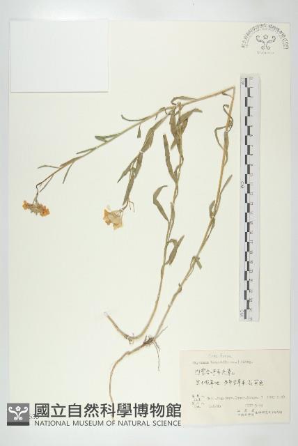 糖芥藏品圖，第1張