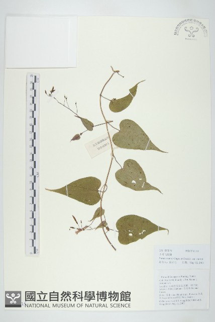 小萼飛娥藤藏品圖，第1張