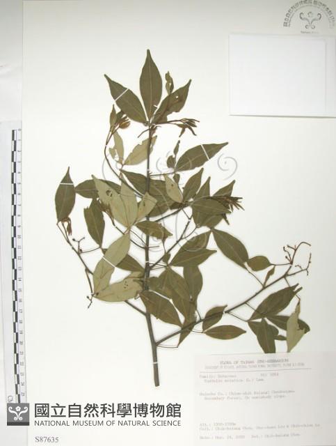 飛龍掌血藏品圖，第1張