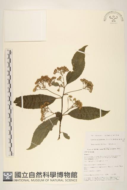 腺毛尾藥菊藏品圖，第1張