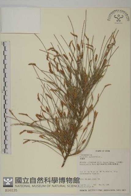 木麻黃藏品圖，第1張