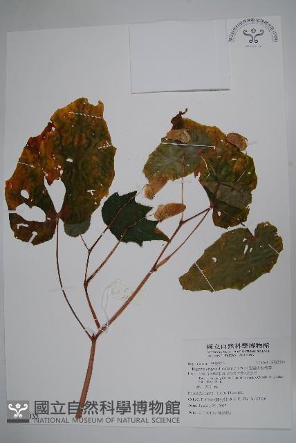 出雲山秋海棠藏品圖，第1張