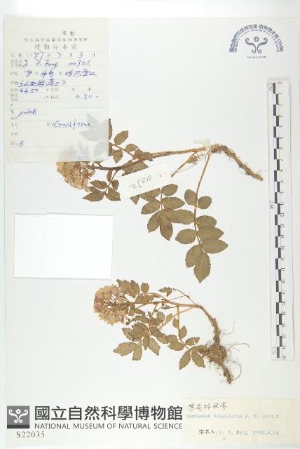 紫花碎米薺藏品圖，第1張