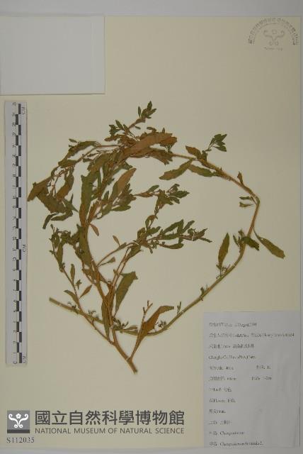 臭杏、土荊芥藏品圖，第1張