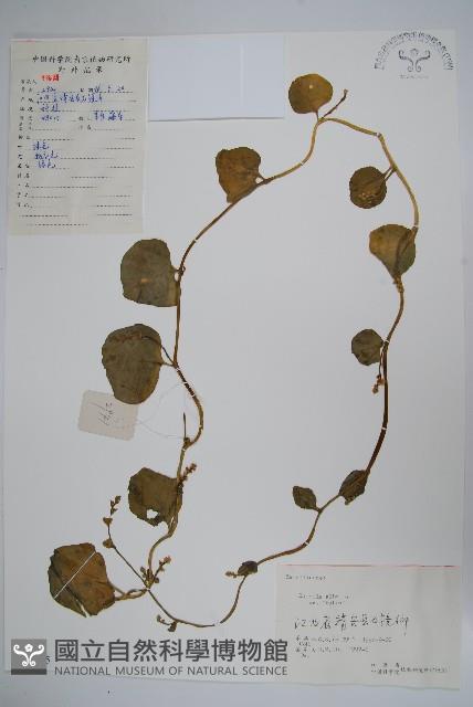 落葵藏品圖，第1張