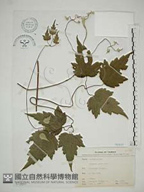 串鼻龍藏品圖，第1張