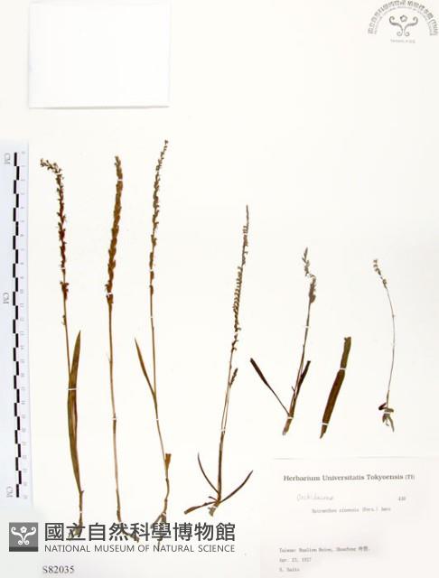 綬草藏品圖，第1張