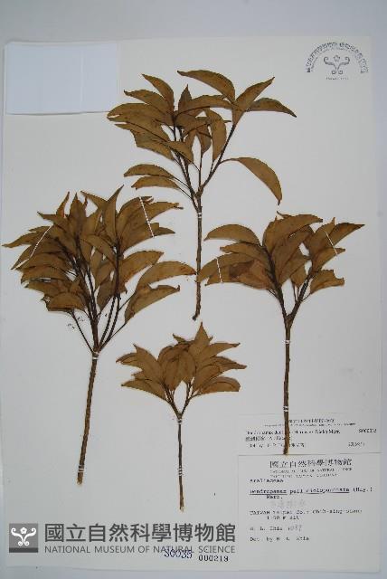 臺灣樹參藏品圖，第1張