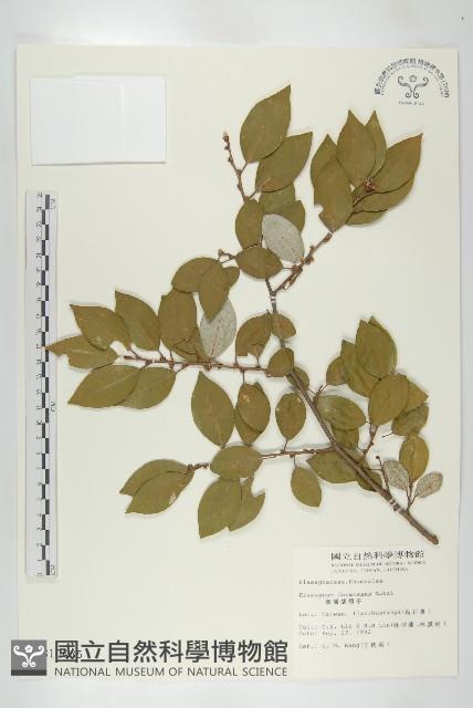 臺灣胡頹子藏品圖，第1張