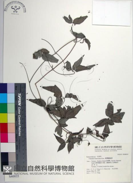 臺灣鐵線蓮藏品圖，第1張