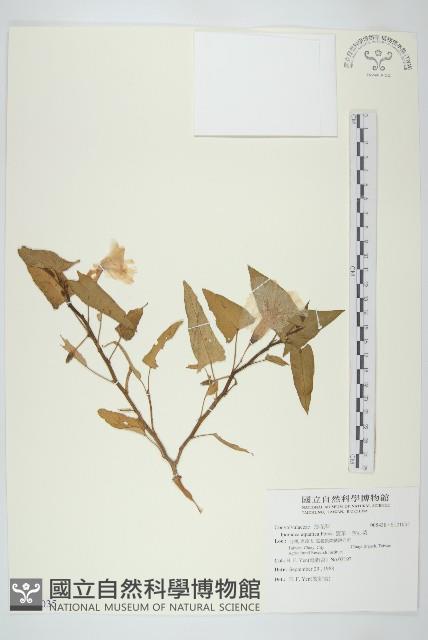 甕菜、空心菜藏品圖，第1張