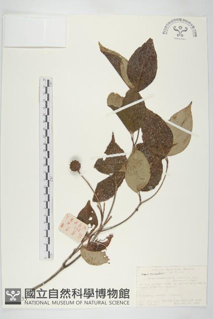 四照花藏品圖，第1張