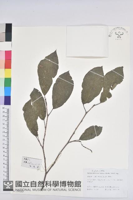 白臼藏品圖，第1張