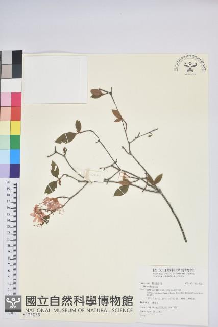 登錄號:S125035藏品圖，第1張