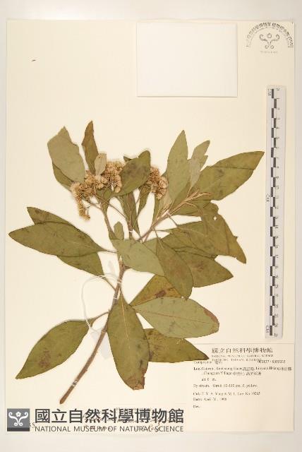 美洲闊苞菊藏品圖，第1張