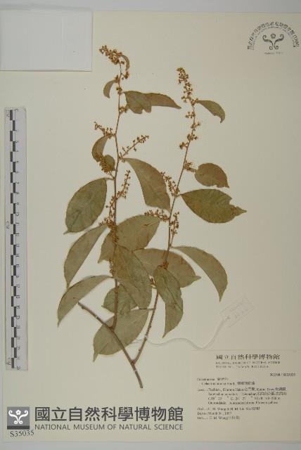 南華南蛇藤，青江藤藏品圖，第1張