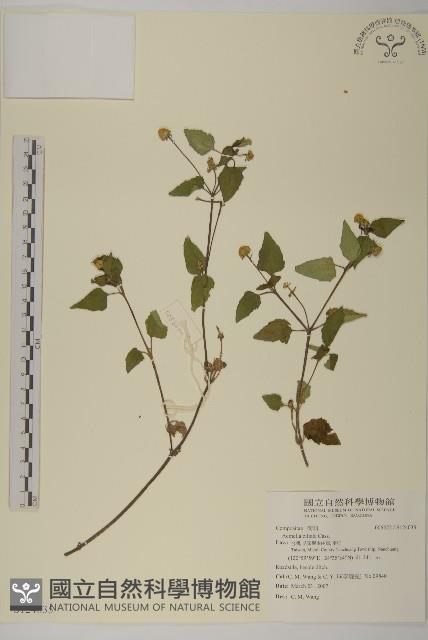 天文草藏品圖，第1張