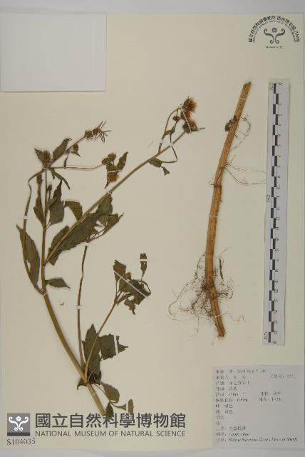 Accession Number:S104035 Collection Image, Figure 1, Total 2 Figures