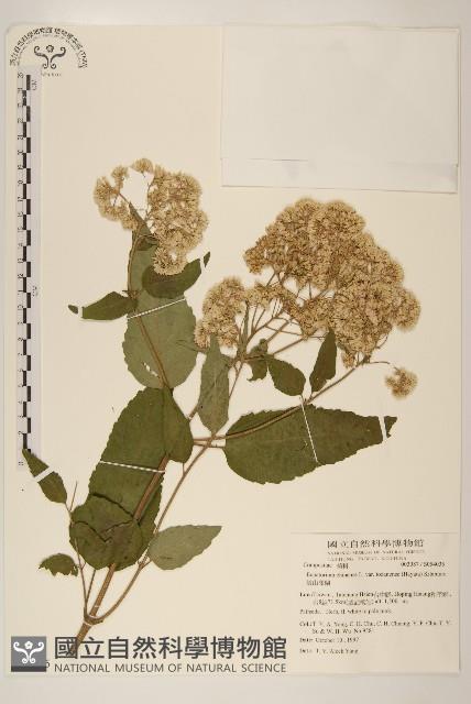 塔山澤蘭藏品圖，第1張