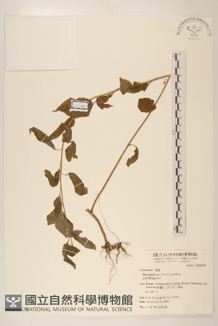 小舌菊、蔓綿菜藏品圖，第1張