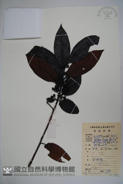 廣東冬青藏品圖，第1張