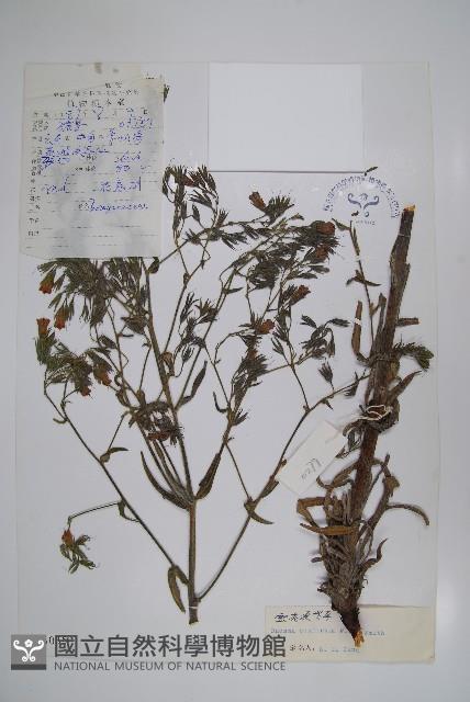 密花滇紫草藏品圖，第1張