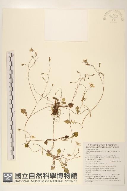 牛乳榕藏品圖，第1張