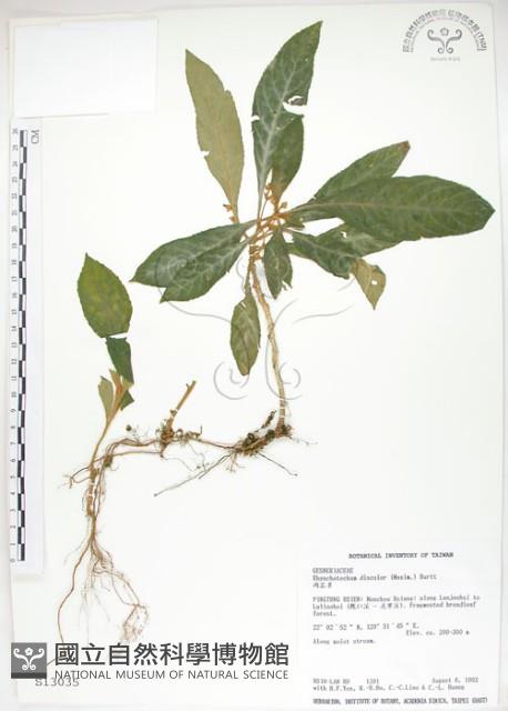 同蕊草、異色線柱苣苔藏品圖，第1張