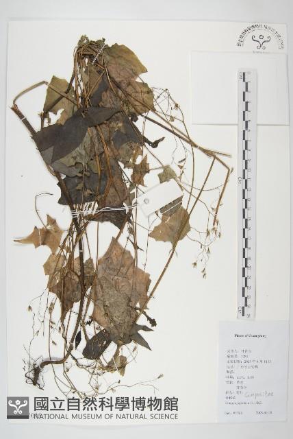 黃鵪菜藏品圖，第1張