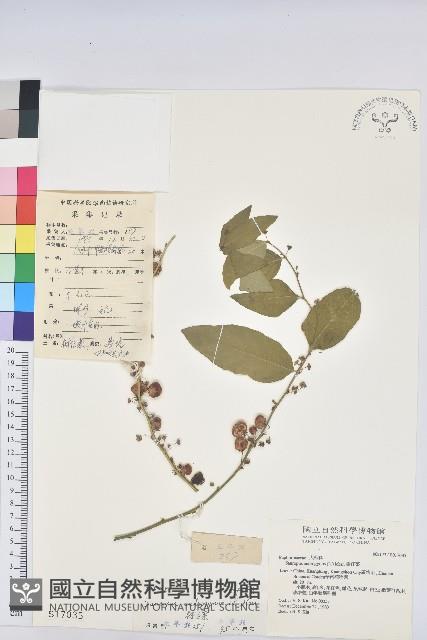 守宮木藏品圖，第1張