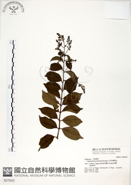 九芎藏品圖，第1張