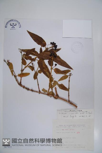 阿里山忍冬、漸尖葉忍冬藏品圖，第1張