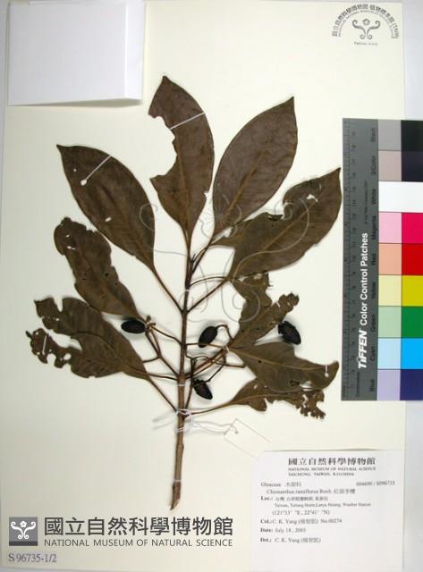 Native Olive, Northern Olive Collection Image