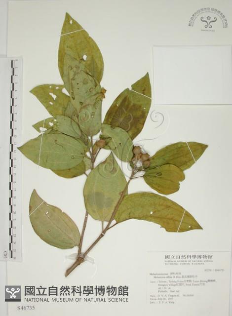 基尖葉野牡丹、蘭嶼野牡丹藏品圖，第1張