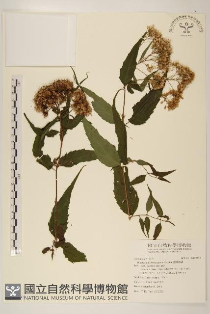 臺灣澤蘭藏品圖，第1張