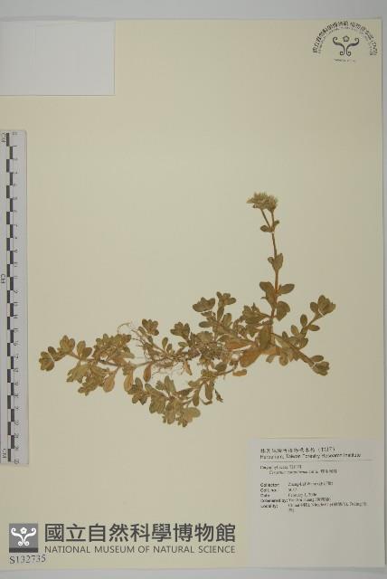 簇生卷耳藏品圖，第1張