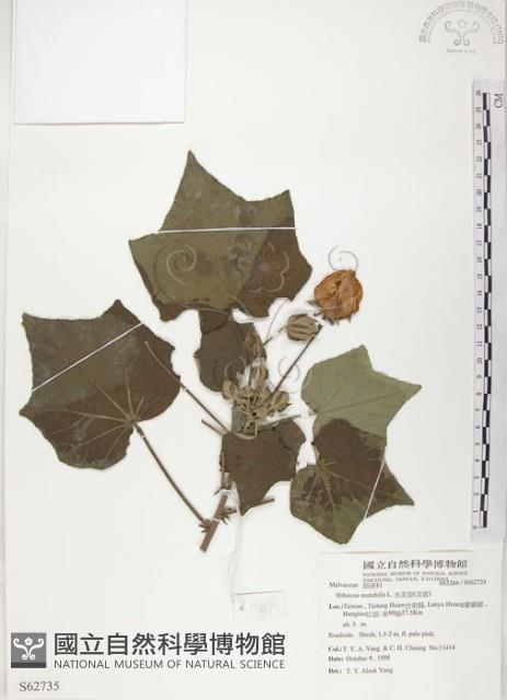 山芙蓉、臺灣山芙蓉、狗頭芙蓉藏品圖，第1張