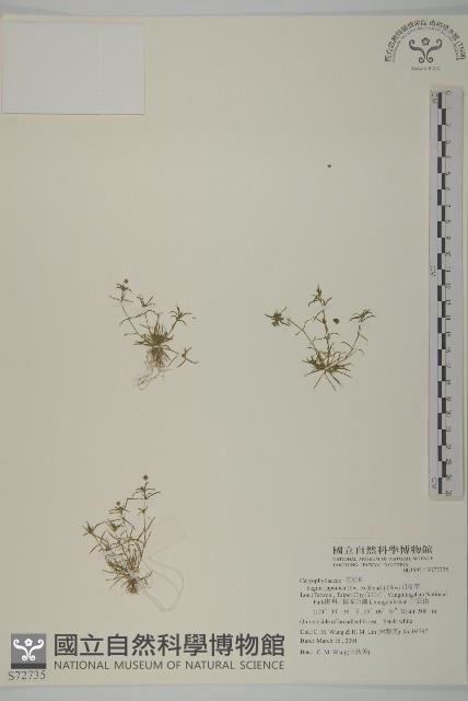 瓜槌草、漆姑草藏品圖，第1張