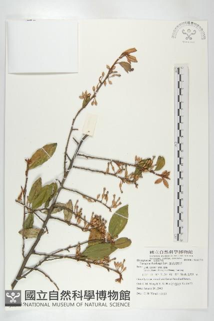 鄧氏胡頹子藏品圖，第1張