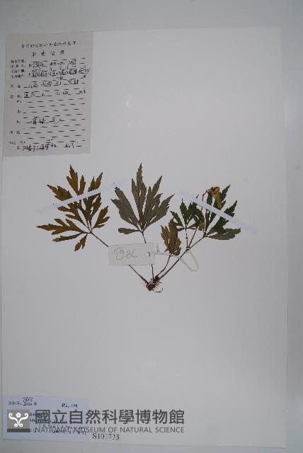 陽春秋海棠藏品圖，第1張