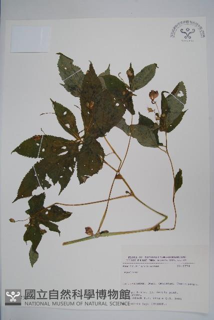 登錄號:S025735藏品圖，第1張