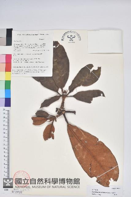 奪目杜鵑藏品圖，第1張